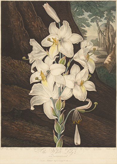 The Temple of Flora; or Garden of Nature: White Lily with Variegated Leaves, published August 1, 1800. Joseph Constantine Stadler (German), Robert John Thornton (British, 1768-1837). Color etching and aquatint hand-colored with watercolor; plate: 45.4 x 35.9 cm (17 7/8 x 14 1/8 in.)
