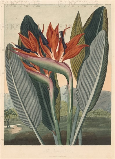 The Temple of Flora; or Garden of Nature: The Queen Flower, 1812. Philip Reinagle (British, 1749-1833), Dr. Thornton Jany. 1, 1812. Etching and aquatint hand-colored with watercolor; plate: 45.1 x 34.3 cm (17 3/4 x 13 1/2 in.)