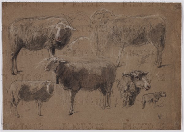 Studies of Sheep, second half 1800s. Anton Mauve (Dutch, 1838-1888). Black and white chalk, with red chalk; sheet: 32.5 x 45.5 cm (12 13/16 x 17 15/16 in.); secondary support: 32.5 x 45.5 cm (12 13/16 x 17 15/16 in.).