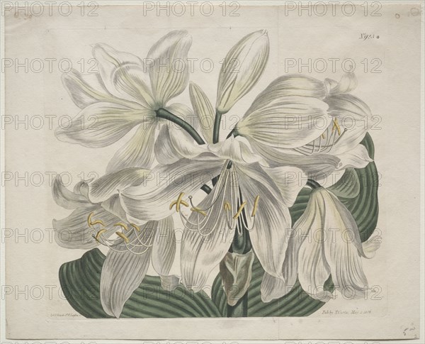 The Botanical Magazine or Flower Garden Displayed:  White Cape - Coast Lily, 1806. Thomas Curtis (British, 1846-1920). Engraving, hand-colored