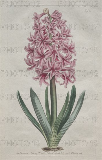 The Botanical Magazine or Flower Garden Displayed:  Garden Hyacinth, 1806. Thomas Curtis (British, 1846-1920). Engraving, hand-colored