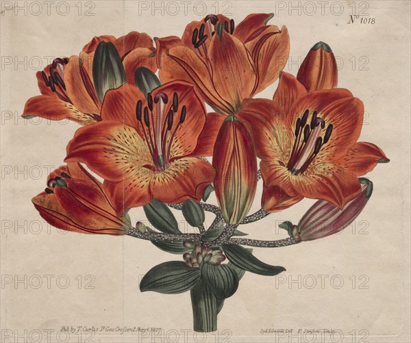 The Botanical Magazine or Flower Garden Displayed:  Umbel-Flowering Bulb-Bearing Orange-Lily, 1807. Thomas Curtis (British, 1846-1920). Engraving, hand-colored; platemark: 20.3 x 24.4 cm (8 x 9 5/8 in.)