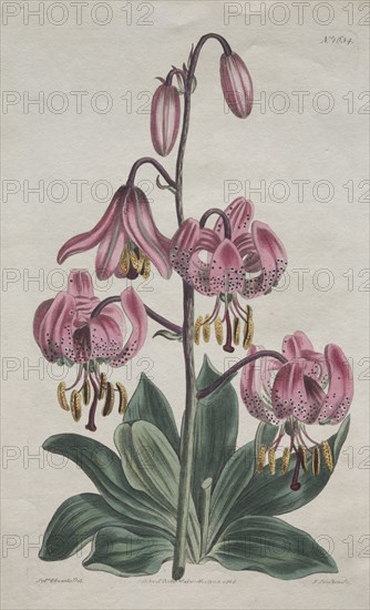 The Botanical Magazine or Flower Garden Displayed:  Smooth-stalked Martagon, Turk's Cap Lily, 1814. S. Curtis (British). Engraving, hand-colored