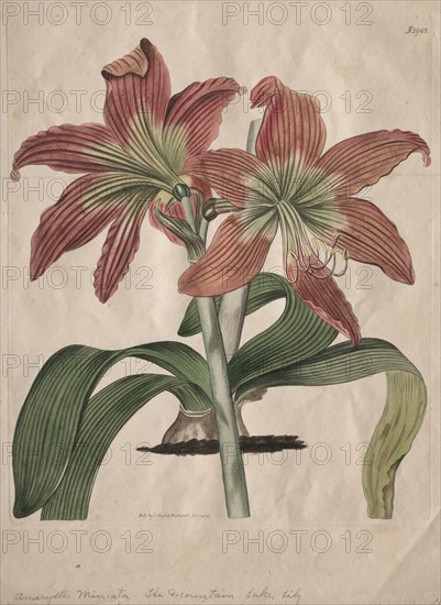 The Botanical Magazine or Flower Garden Displayed:  The Mountain Lake Lily, 1827. S. Curtis (British). Engraving, hand-colored; platemark: 23.8 x 19.8 cm (9 3/8 x 7 13/16 in.); paper: 30 x 22.8 cm (11 13/16 x 9 in.)