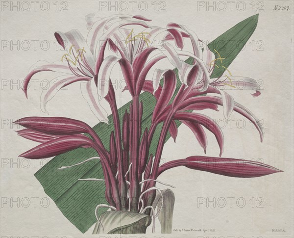 The Botanical Magazine or Flower Garden Displayed:  Stately Crinum, 1823. S. Curtis (British). Engraving, hand-colored
