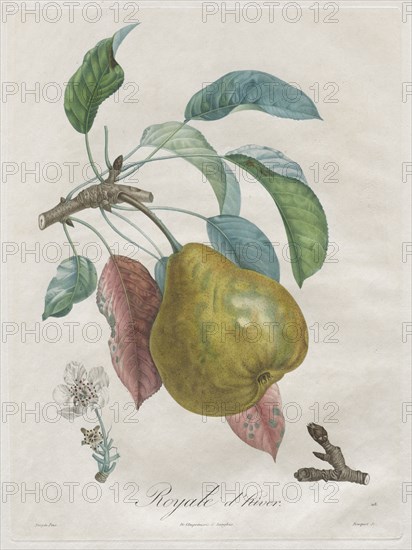Traité des arbres fruitiers:  Royal d'hiver, 1808-1835. Henri Louis Duhamel du Monceau (French, 1700-1782). Stipple and line engraving, with hand coloring