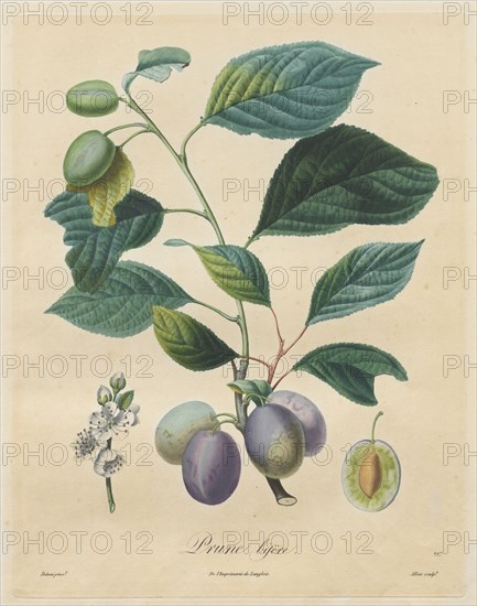 Traité des arbres fruitiers:  Prune bifère, 1808-1835. Henri Louis Duhamel du Monceau (French, 1700-1782). Stipple and line engraving, with hand coloring