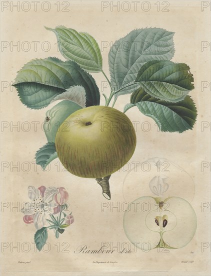 Traité des arbres fruitiers:  Rambour d'été, 1808-1835. Henri Louis Duhamel du Monceau (French, 1700-1782). Stipple and line engraving, with hand coloring