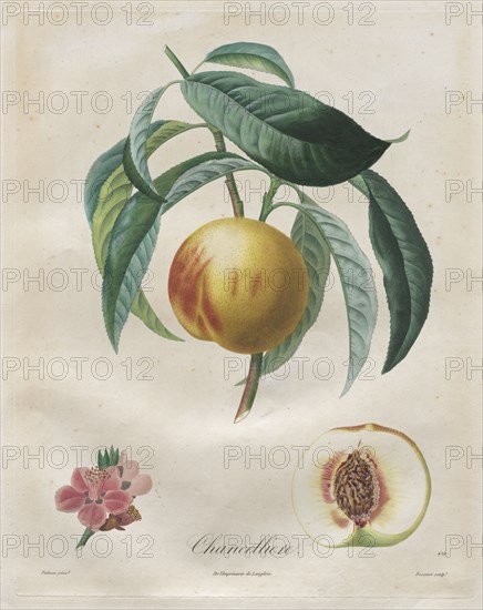 Traité des arbres fruitiers:  Chancellière, 1808-1835. Henri Louis Duhamel du Monceau (French, 1700-1782). Stipple and line engraving, with hand coloring