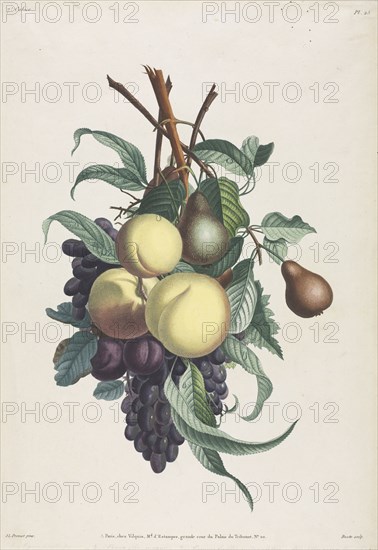 Collection des fleurs et des fruits:  Branches de rousselet, pêche, prune et raisin, 1805. Jean Louis Prévost. Stipple engraving
