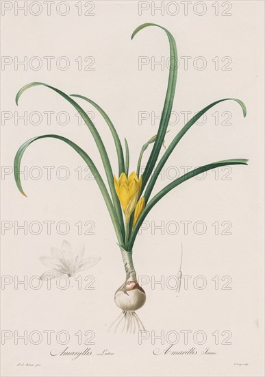 Les Liliacées:  Amaryllis Lutes, 1802-1816. Henry Joseph Redouté (French, 1766-1853). Stipple and line engraving, with hand coloring