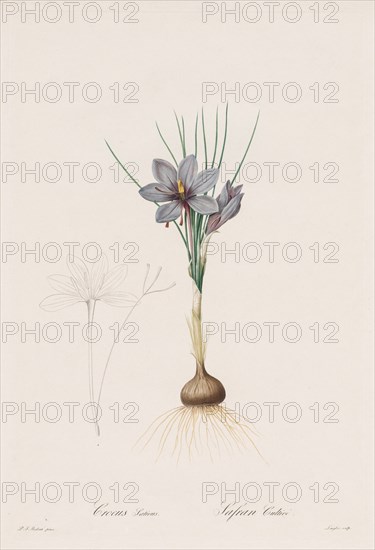 Les Liliacées:  Crocus Sativus, 1802-1816. Henry Joseph Redouté (French, 1766-1853). Stipple and line engraving, with hand coloring