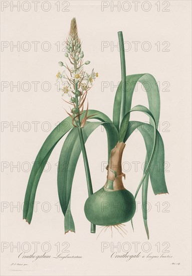 Les Liliacées:  Ornithogalum longibracteatum, 1802-1816. Henry Joseph Redouté (French, 1766-1853). Stipple and line engraving, with hand coloring