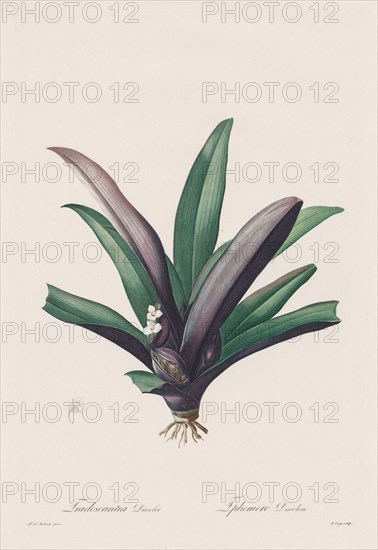 Les Liliacées:  Tradescantia discolor, 1802-1816. Henry Joseph Redouté (French, 1766-1853). Stipple and line engraving, with hand coloring