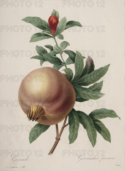 Choix des plus belles fleurs...plus beaux fruits:  Grenade, 1827. Henry Joseph Redouté (French, 1766-1853). Stipple and line engraving, with hand coloring