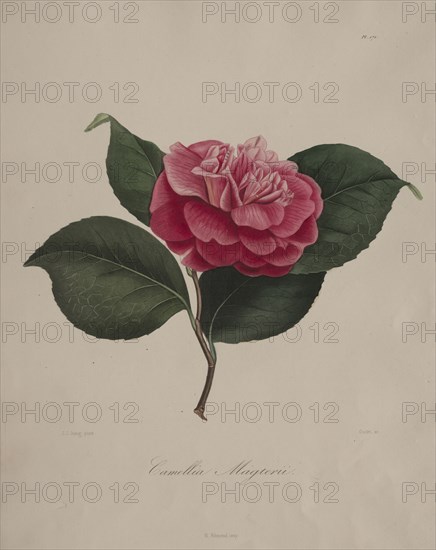 Iconographie du genre camellia:  No. 171, 1839-1843. Abbé Laurent Berlèse (French). Stipple and line engraving, with hand coloring