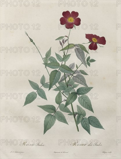 Les Roses:  Rosa indica, 1817-1824. Henry Joseph Redouté (French, 1766-1853). Stipple and line engraving, with hand coloring