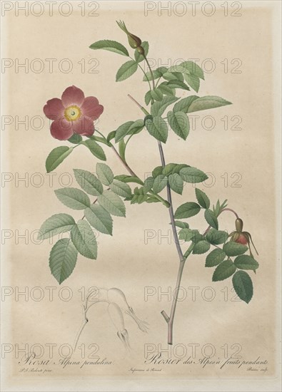Les Roses:  Rosa alpina pendulina, 1817-1824. Henry Joseph Redouté (French, 1766-1853). Stipple and line engraving, with hand coloring