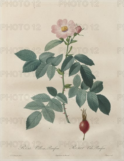 Les Roses:  Rosa villosa, pomifera, 1817-1824. Henry Joseph Redouté (French, 1766-1853). Stipple and line engraving, with hand coloring