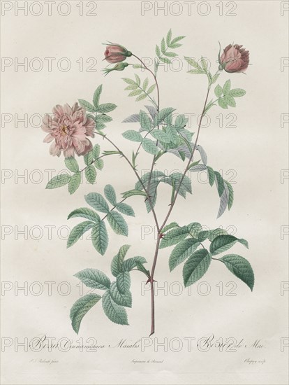 Les Roses:  Rosa cinnamomea, 1817-1824. Henry Joseph Redouté (French, 1766-1853). Stipple and line engraving, with hand coloring