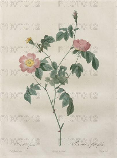 Les Roses:  Rosa indica, 1817-1824. Henry Joseph Redouté (French, 1766-1853). Stipple and line engraving, with hand coloring