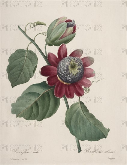 Choix des plus belles fleurs...plus beaux fruits:  Passiflore ailee, 1827. Henry Joseph Redouté (French, 1766-1853). Stipple and line engraving, with hand coloring