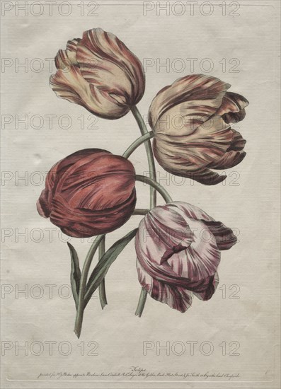 Eight Beautiful Groups of Natural Flowers in Outlines by de la Cour:  Tulips, c. 1770. Robert Sayer (British). Etching, hand colored