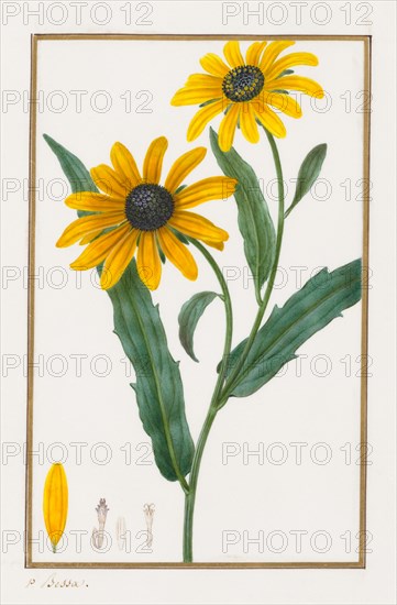 Black-eyed Susan, 1828-1835. Pancrace Bessa (French, 1772-1846). Pencil and watercolor;