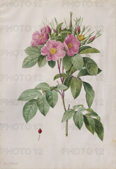 Pasture Rose (Rosa Carolina Corymbosa), 1817-1824. Henry Joseph Redouté (French, 1766-1853). Watercolor;