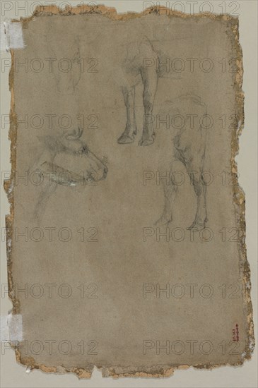 Studies of a Bull, 1864. Possibly by Johan Barthold Jongkind (Dutch, 1819-1891). Black chalk; sheet: 47.8 x 31.1 cm (18 13/16 x 12 1/4 in.).
