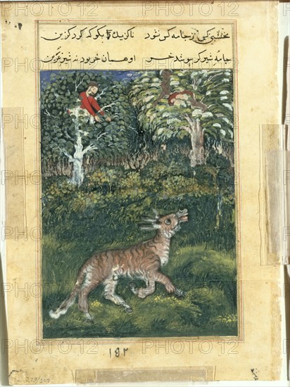 Page from Tales of a Parrot (Tuti-nama): Thirty-first night: The donkey, in a tiger’s skin, reveals his identity by braying aloud, 1558-1560. Attributed to Basavana (Indian, active c. 1560–1600). Opaque watercolor, ink, and gold on paper;