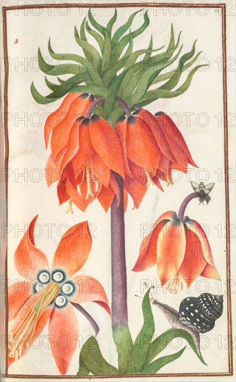 Florilegium: (page 19 recto) orange fritillaria imperialis (crown imperial) , 1608. France, 17th century. Bound manuscript of 48 leaves, 77 drawings; watercolor, ink, silver and gold over occasional traces of pencil, on vellum; sheet: 31.1 x 20.2 cm (12 1/4 x 7 15/16 in.).