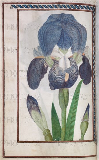 Florilegium: (page 14 verso) blue and white iris, 1608. France, 17th century. Bound manuscript of 48 leaves, 77 drawings; watercolor, ink, silver and gold over occasional traces of pencil, on vellum; sheet: 31.1 x 20.2 cm (12 1/4 x 7 15/16 in.).