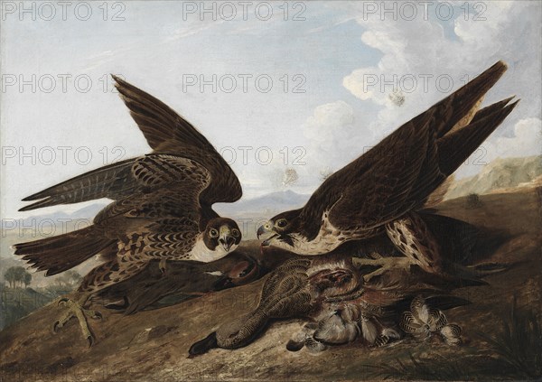 Peregrine Falcons (Duck Hawks), c. 1827. John James Audubon (American, 1785-1851). Oil on canvas; framed: 74.9 x 101 x 10.2 cm (29 1/2 x 39 3/4 x 4 in.); unframed: 64.5 x 91.5 cm (25 3/8 x 36 in.).