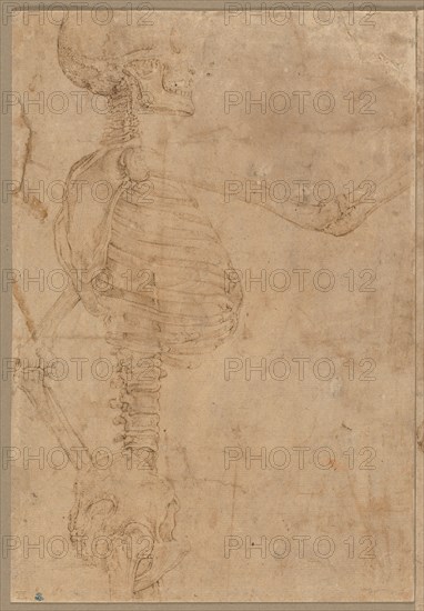 Half-Length Skeleton in Profile, early 1540s. Battista Franco (Italian, 1498?-1561). Pen and brown ink; incised; sheet: 23.5 x 16.1 cm (9 1/4 x 6 5/16 in.); secondary support: 23.5 x 16.1 cm (9 1/4 x 6 5/16 in.).