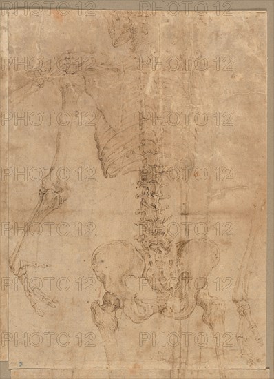 Upper Half of Skeleton from the Back, early 1540s. Battista Franco (Italian, c. 1510-1561). Pen and brown ink; sheet: 24 x 17.3 cm (9 7/16 x 6 13/16 in.); secondary support: 24 x 17.3 cm (9 7/16 x 6 13/16 in.).