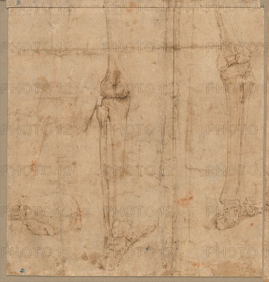 Lower Half of Skeleton from the Back, early 1540s. Battista Franco (Italian, c. 1510-1561). Pen and brown ink; sheet: 18.1 x 17.3 cm (7 1/8 x 6 13/16 in.); secondary support: 18.1 x 17.3 cm (7 1/8 x 6 13/16 in.).