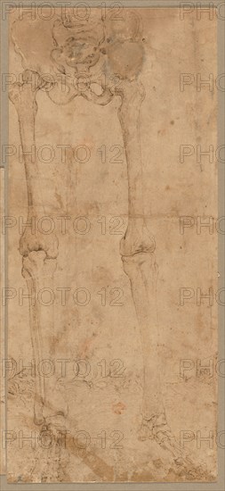 Lower Half of Skeleton from the Front, early 1540s. Battista Franco (Italian, c. 1510-1561). Pen and brown ink; sheet: 28.3 x 12.6 cm (11 1/8 x 4 15/16 in.); secondary support: 28.3 x 12.6 cm (11 1/8 x 4 15/16 in.).