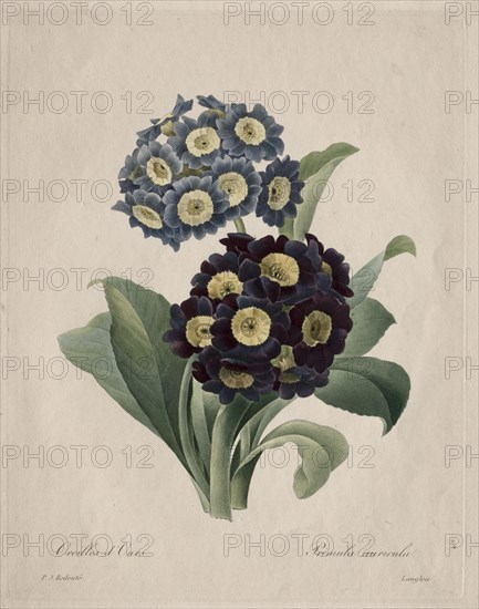 Primula auricula, 1827. Henry Joseph Redouté (French, 1766-1853). Stipple and roulette