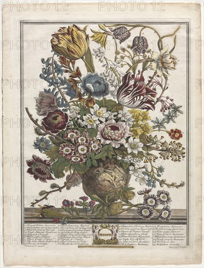 Twelve Months of Flowers:  March, 1730. Henry Fletcher (British, active 1715-38). Engraving, hand-colored; platemark: 41 x 31 cm (16 1/8 x 12 3/16 in.); paper: 46.6 x 35.5 cm (18 3/8 x 14 in.)