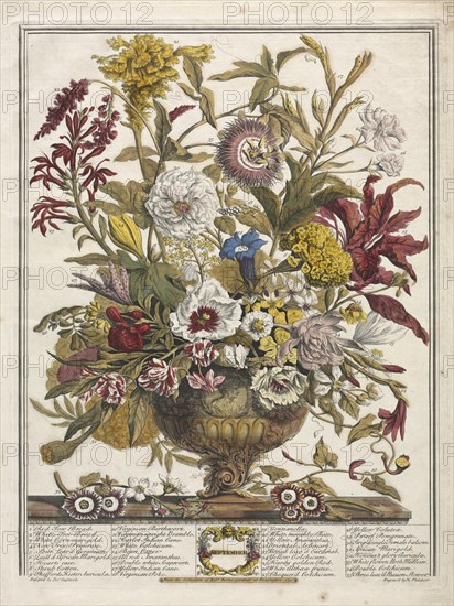 Twelve Months of Flowers:  September, 1730. Henry Fletcher (British, active 1715-38). Engraving, hand-colored; platemark: 40.8 x 31.2 cm (16 1/16 x 12 5/16 in.); paper: 46.7 x 35.5 cm (18 3/8 x 14 in.)