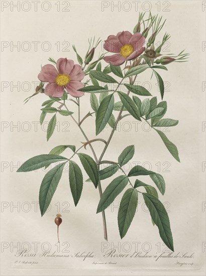 Les Roses:  Rosa Hudsoniana Salicifolia, 1817-1824. Henry Joseph Redouté (French, 1766-1853). Stipple and line engraving, with hand coloring