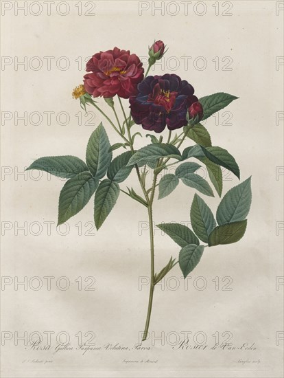 The Roses:  Rosa Gallica Purpurea Velutina Parva, 1817-1824. Langlois (French), Pierre-Joseph Redouté (French, 1759-1840), after Henry Joseph Redouté (French, 1766-1853). Color stipple engraving with watercolor added by hand; sheet: 53.5 x 33.8 cm (21 1/16 x 13 5/16 in.); platemark: 34.9 x 25.9 cm (13 3/4 x 10 3/16 in.)