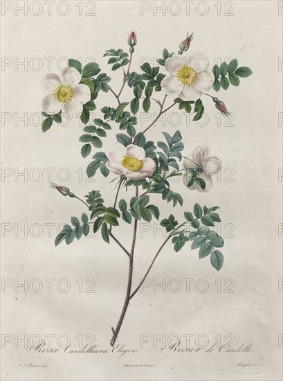 Les Roses:  Rosa Candolleana Elegans, 1817-1824. Henry Joseph Redouté (French, 1766-1853). Stipple and line engraving, with hand coloring