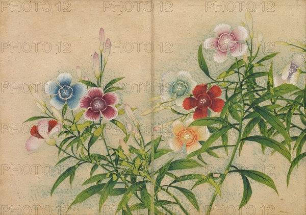 Desk Album: Flower and Bird Paintings (Pinks), 18th Century. Zhang Ruoai (Chinese). Album leaf, ink and color on paper; image: 14.4 x 20.3 cm (5 11/16 x 8 in.); album, closed: 15 x 10.8 x 3 cm (5 7/8 x 4 1/4 x 1 3/16 in.).