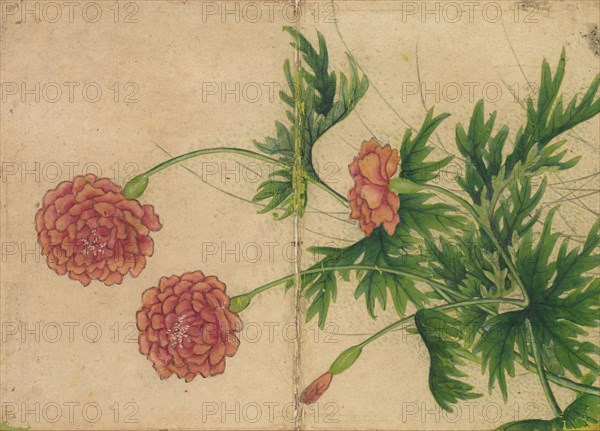 Desk Album: Flower and Bird Paintings (Peony), 18th Century. Zhang Ruoai (Chinese). Album leaf, ink and color on paper; image: 14.4 x 20.3 cm (5 11/16 x 8 in.); album, closed: 15 x 10.8 x 3 cm (5 7/8 x 4 1/4 x 1 3/16 in.).