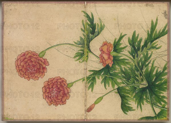 Desk Album: Flower and Bird Paintings (Peony), 18th Century. Zhang Ruoai (Chinese). Album leaf, ink and color on paper; image: 14.4 x 20.3 cm (5 11/16 x 8 in.); album, closed: 15 x 10.8 x 3 cm (5 7/8 x 4 1/4 x 1 3/16 in.).