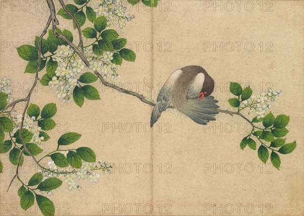 Desk Album: Flower and Bird Paintings (Preening Bird), 18th Century. Zhang Ruoai (Chinese). Album leaf, ink and color on paper; image: 14.4 x 20.3 cm (5 11/16 x 8 in.); album, closed: 15 x 10.8 x 3 cm (5 7/8 x 4 1/4 x 1 3/16 in.).