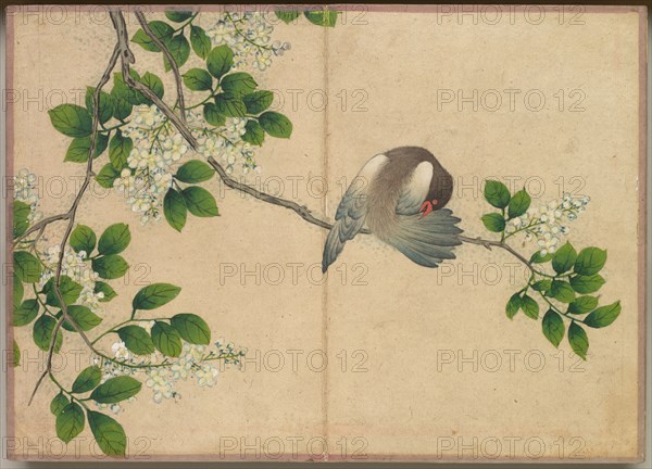 Desk Album: Flower and Bird Paintings (Preening Bird), 18th Century. Zhang Ruoai (Chinese). Album leaf, ink and color on paper; image: 14.4 x 20.3 cm (5 11/16 x 8 in.); album, closed: 15 x 10.8 x 3 cm (5 7/8 x 4 1/4 x 1 3/16 in.).