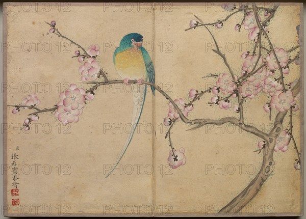 Desk Album: Flower and Bird Paintings (Bird with Plum Blossoms), 18th Century. Zhang Ruoai (Chinese). Album leaf, ink and color on paper; image: 14.4 x 20.3 cm (5 11/16 x 8 in.); album, closed: 15 x 10.8 x 3 cm (5 7/8 x 4 1/4 x 1 3/16 in.).